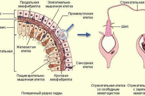 Как вывести деньги с кракена маркетплейс