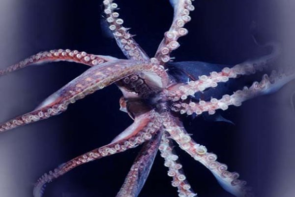 Kraken 13at