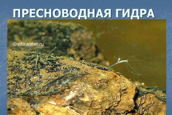 Кракен последние ссылки