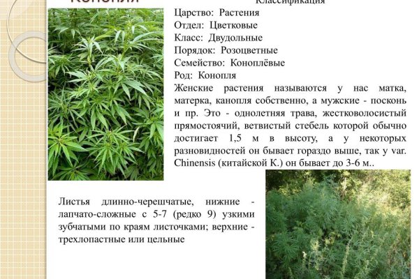 Kraken это современный маркетплейс