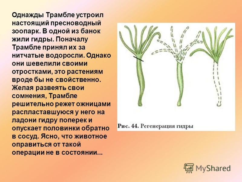Kraken адрес
