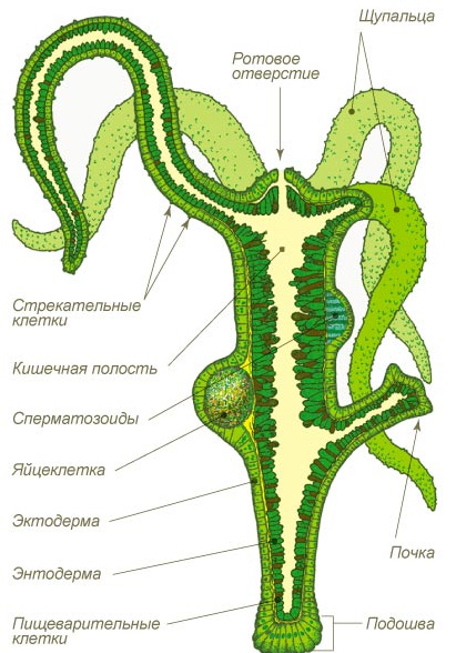 Кракен сайт kraken2